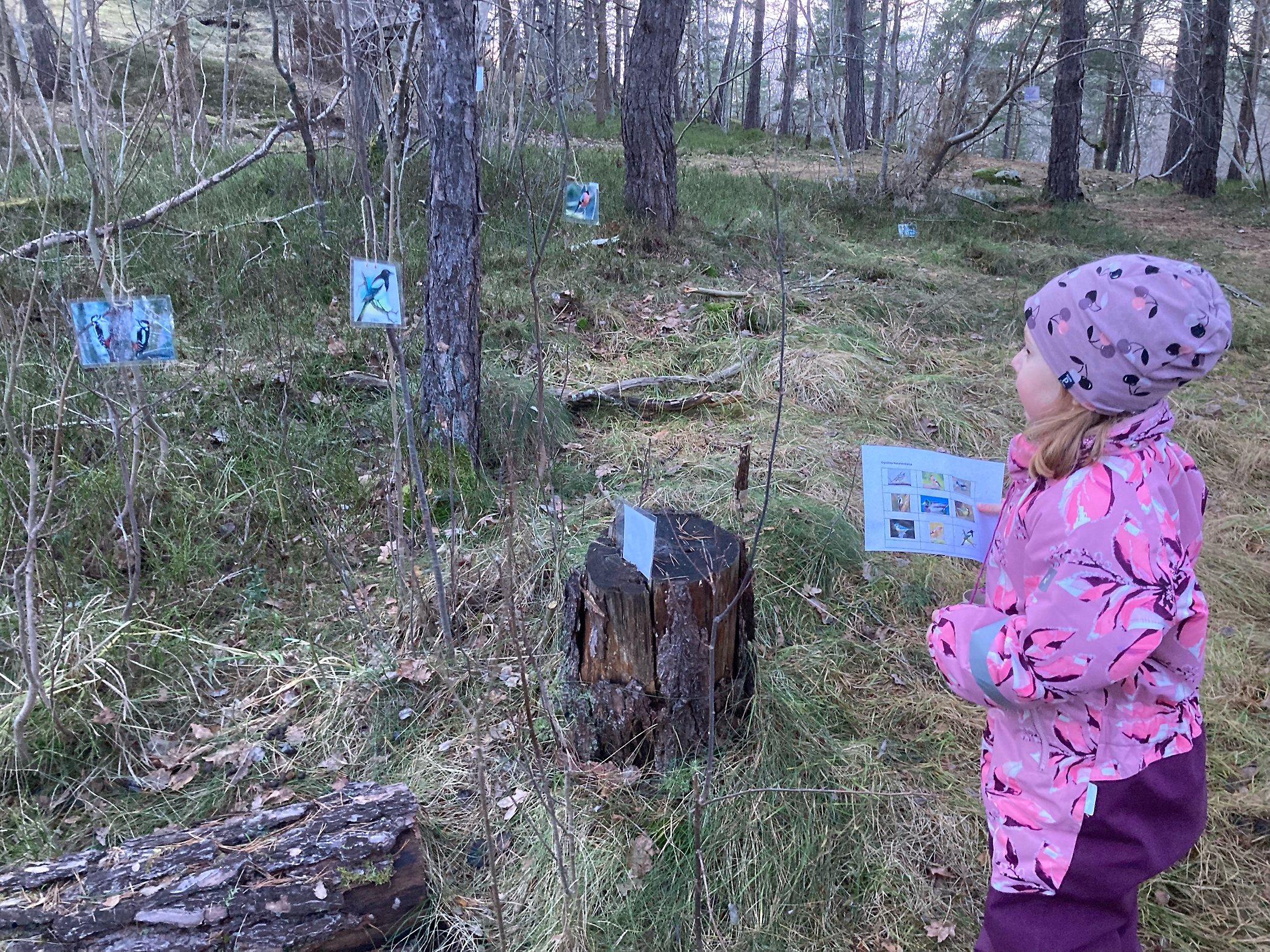 En natursnok ute på uppdrag i skogen.