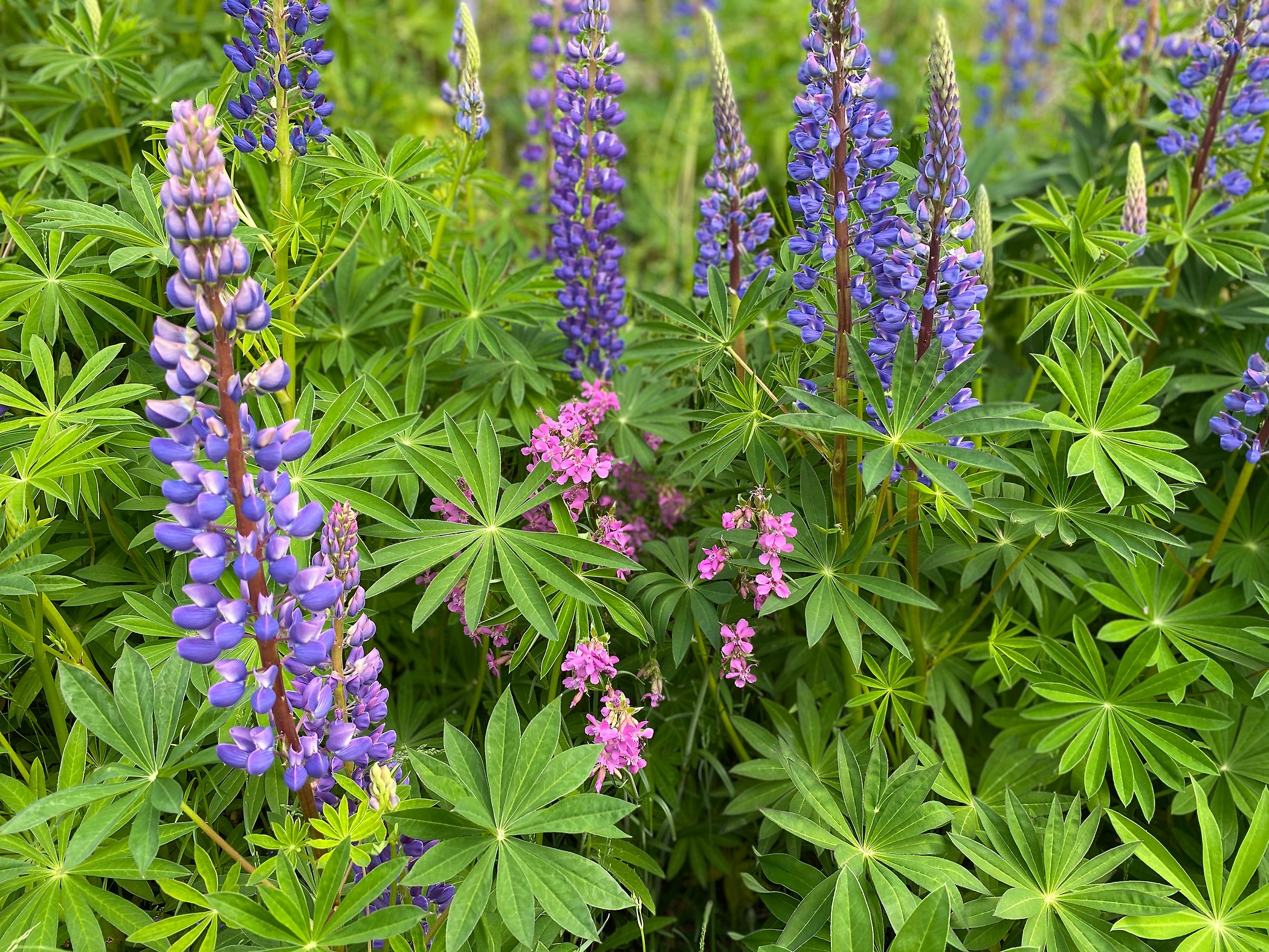 Bilden visar Tjärblomster som kvävs av Blomsterlupin