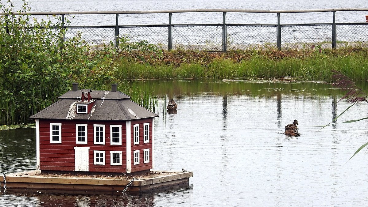 Fågeldammen med den lilla kopian av gamla rådhuset med änder simmande omkring den